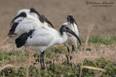 Ibis sacro (Threskiornis aethiopicus)