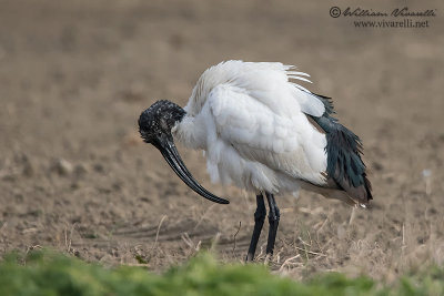 Ibis sacro (Threskiornis aethiopicus)