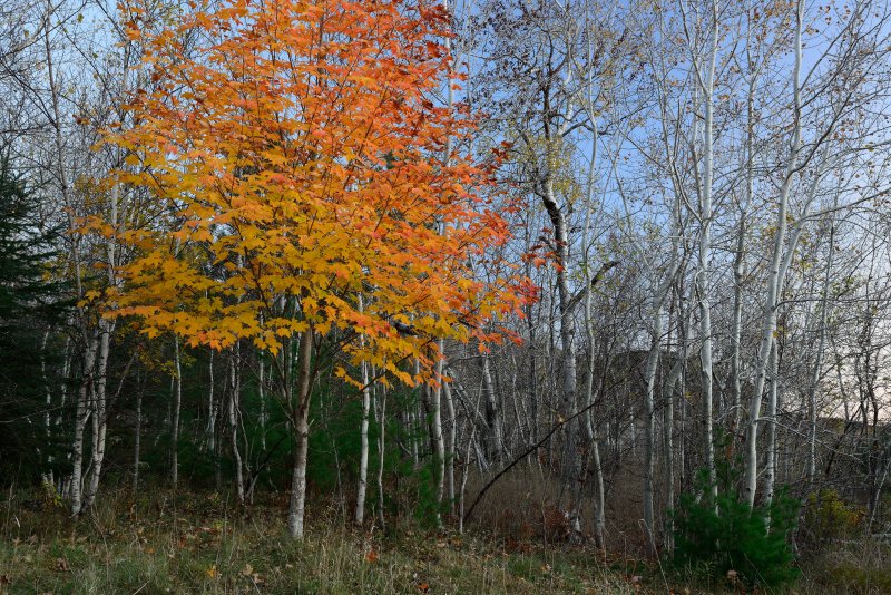 Acadia Colors