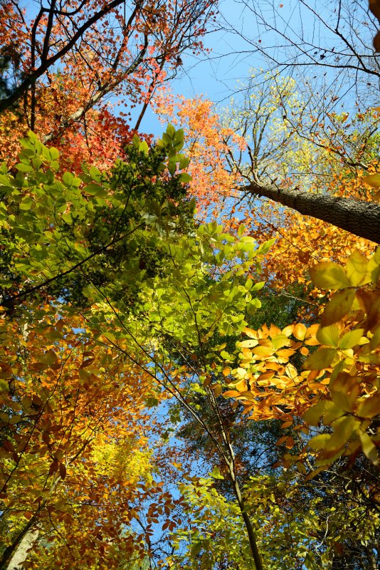 CT Colors