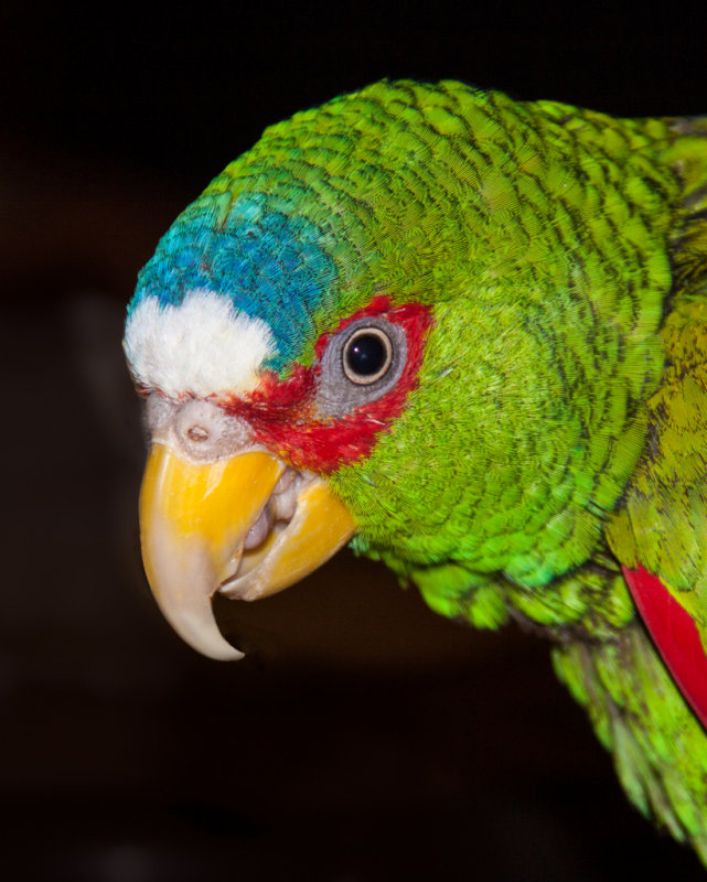 White Fronted Amazon