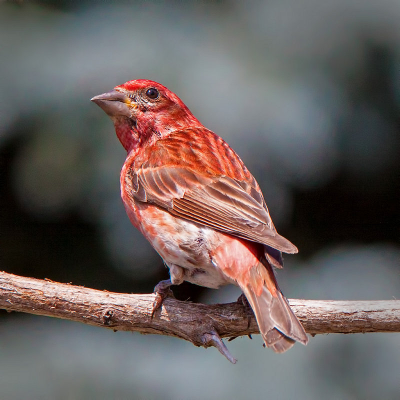 House Finch