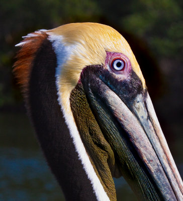 Brown Pelican Closeup