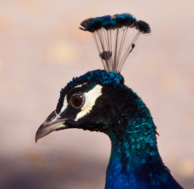 Peacock