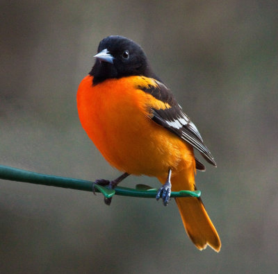 Baltimore Oriole