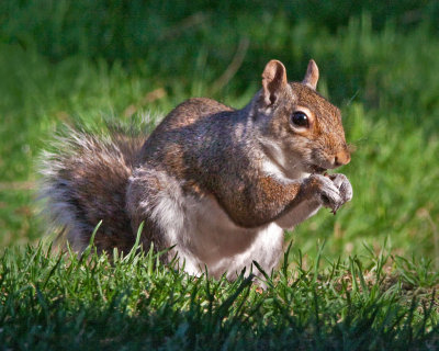 Squirrel 3