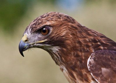 Red Tailed Hawk Closeup