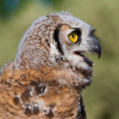 Great Horned Owl ( Owlet )