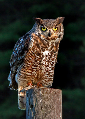 Great Horned Owl