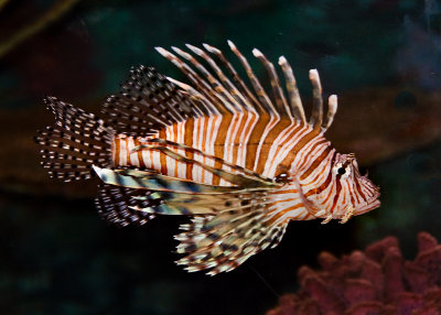 Lionfish