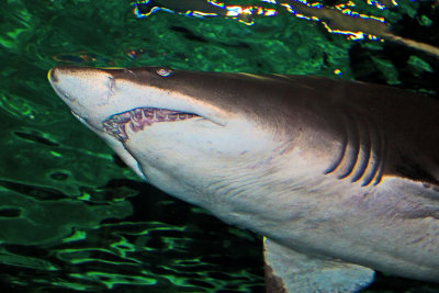 Shark