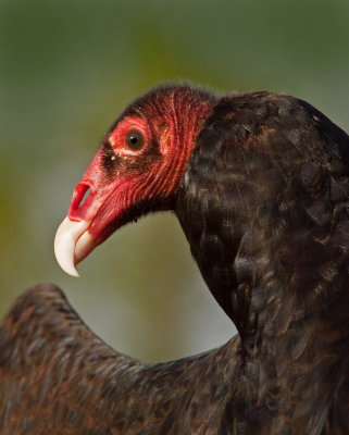 Turkey Vulture 1