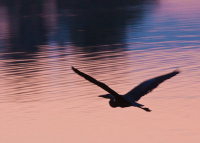 Blue Heron - Morning Flight