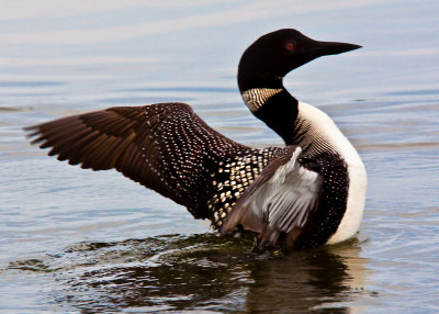 Loon Stretching Wings