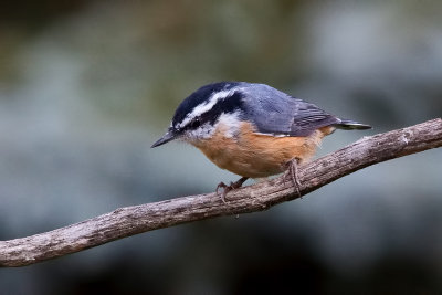 Red Breasted Nuthatch 1