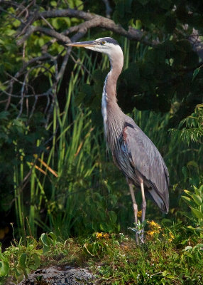 Blue Heron A