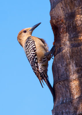 Gila Woodpecker- Mexico