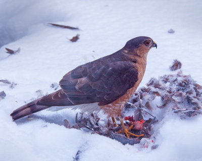 Sharp-shinned Hawk