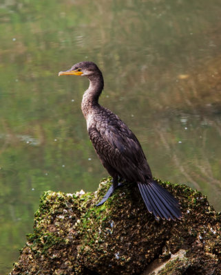 Cormorant