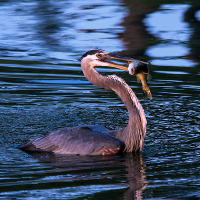 Blue Heron with big Catch