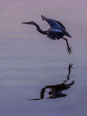Blue Heron - Morning Reflection