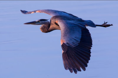 Blue Heron - On Wing