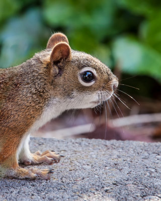 Peanut Bandit