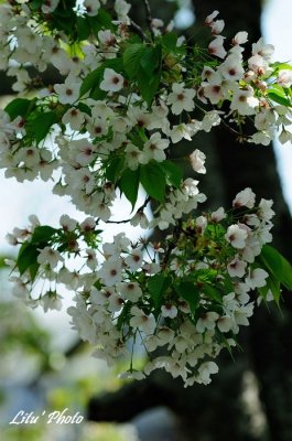 DSC_8159.jpg