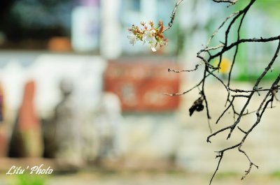 DSC_8172.jpg