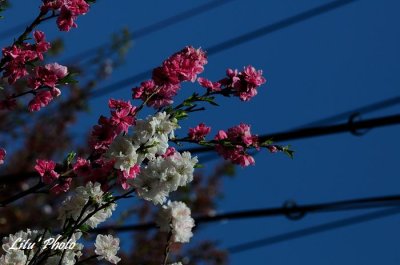 DSC_8179.jpg