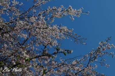 DSC_8236.jpg