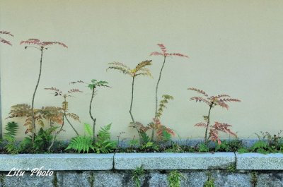 DSC_8257.jpg