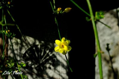 DSC_8277.jpg