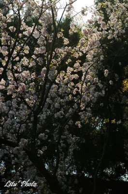 DSC_8376.jpg