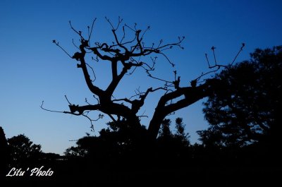 DSC_8421.jpg