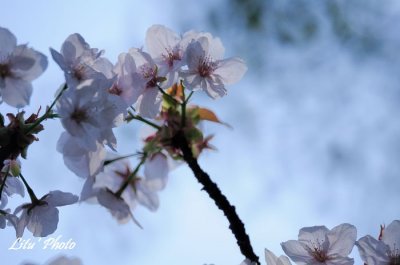 DSC_8471.jpg
