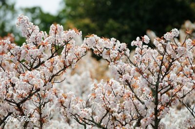 DSC_8477.jpg