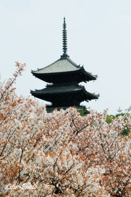 DSC_8479.jpg