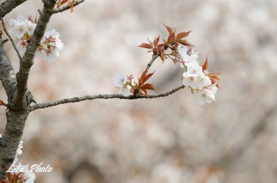 DSC_8517.jpg