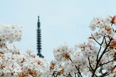 DSC_8526.jpg