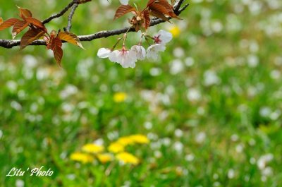 DSC_8534.jpg