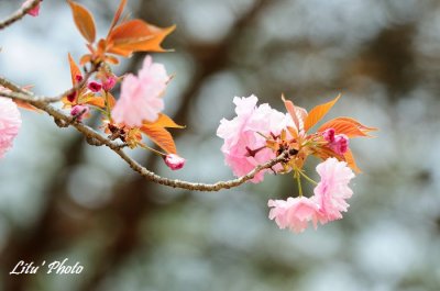 DSC_8563.jpg
