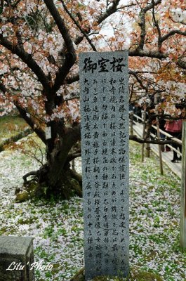DSC_8565.jpg