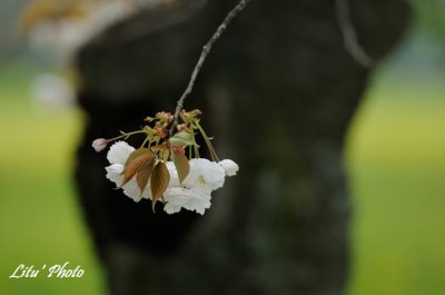nijo_castle