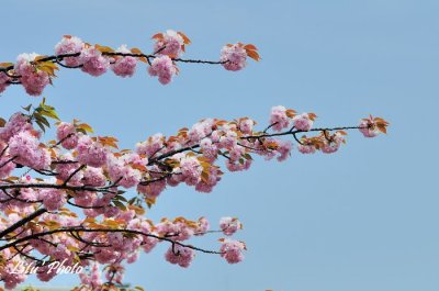 DSC_8999.jpg