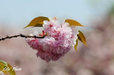 DSC_9028.jpg