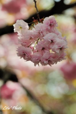 DSC_9031.jpg