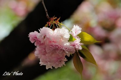 DSC_9033.jpg