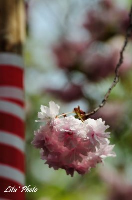 DSC_9035.jpg