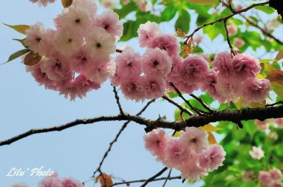 DSC_9036.jpg